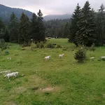Forest 524 *